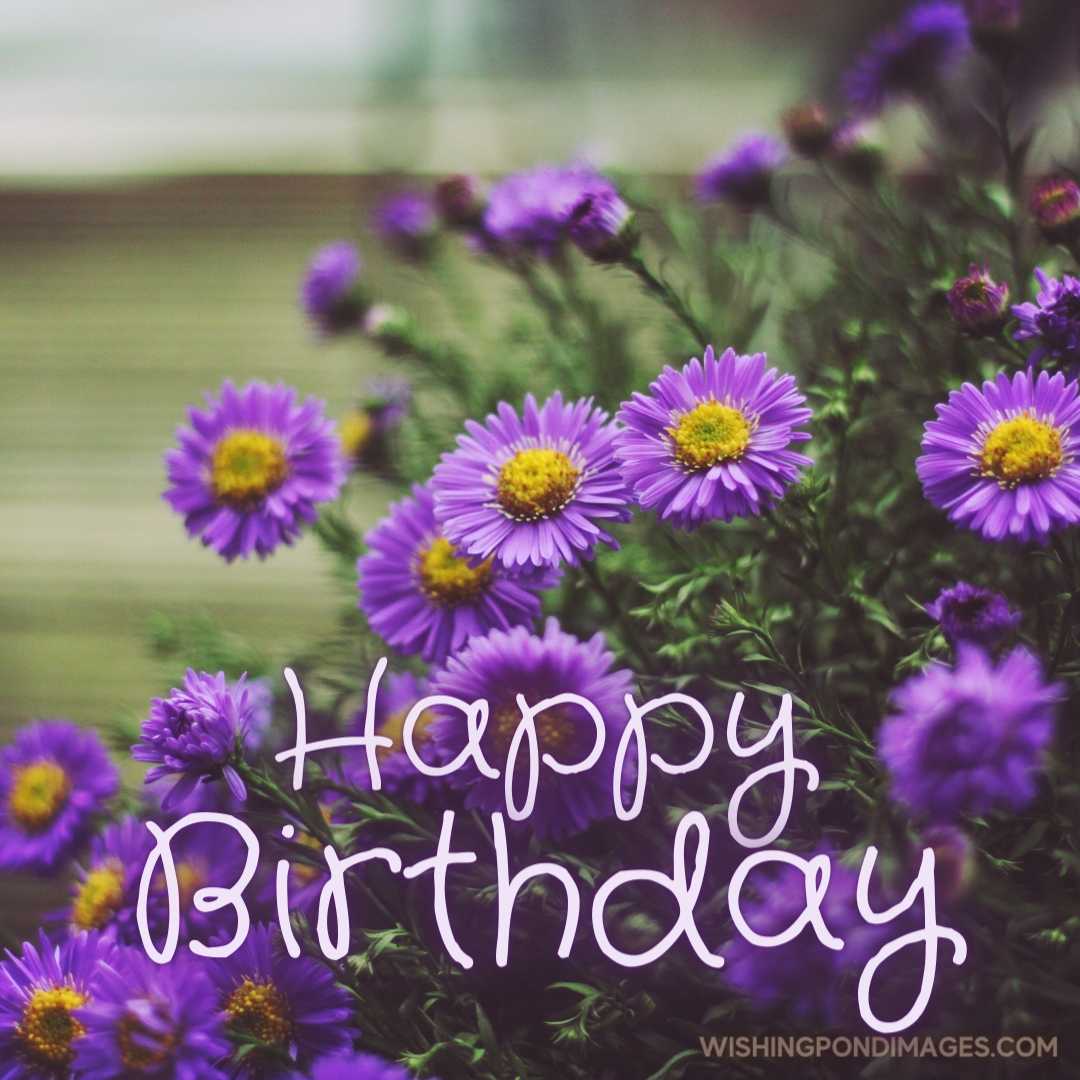 Beautiful picture of an Alpine Aster flower. Happy Birthday Purple Flower Images